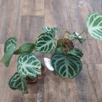 Antúrium (Anthurium) 'SILVER BLUSH'- výška 15-20 cm, kont. C1L - DRUHÁ ŠANCA